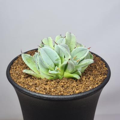 【2鉢セット】パリートランカータ 楽天市場】アガベ パリートルンカータの通販