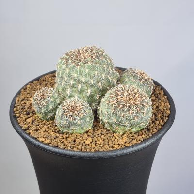 カクタス長田 Yahoo!ショッピング店 - サボテン｜Yahoo!ショッピング