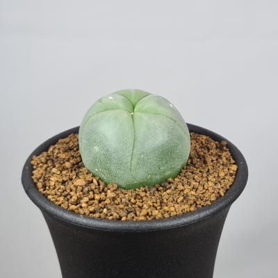 気まぐれセール❗️横幅14cm 烏羽玉　実生　(検索　銀冠玉　翠冠玉) 2025年最新】ロホホラの人気アイテム - メルカリ