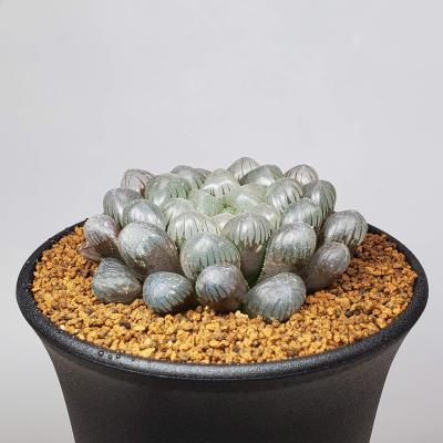 ハオルチアの商品一覧 通販 - Yahoo!ショッピング