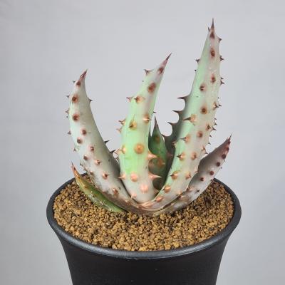 サボテン、多肉植物（サボテン、多肉植物種類：アロエ）｜花