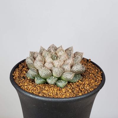 カクタス長田 Yahoo!ショッピング店 - ハオルチア｜Yahoo!ショッピング