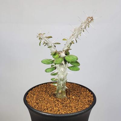 極上 アローディア アスケンデンス カット苗 未発根 極上 アローディア