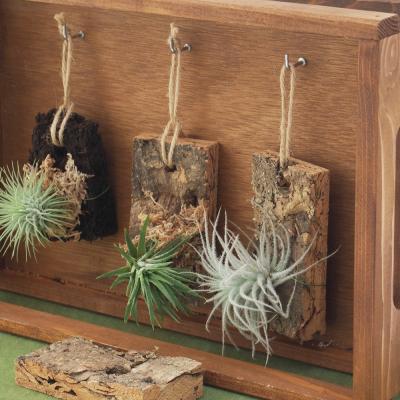 着生植物 コルクのおすすめ人気商品一覧 通販 - Yahoo!ショッピング