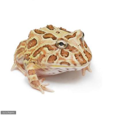 クランウェルツノガエルの商品一覧 通販 - Yahoo!ショッピング