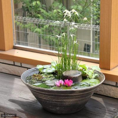 ビオトープ セットのおすすめ人気商品一覧 通販 - Yahoo!ショッピング