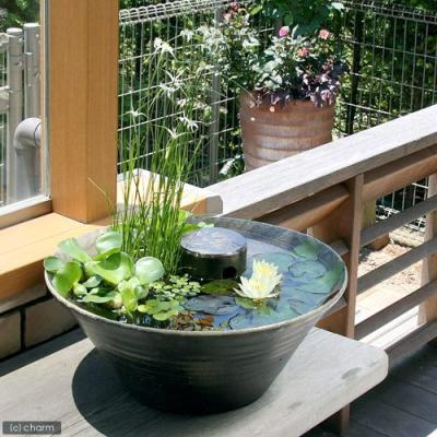 ビオトープ セットのおすすめ人気商品一覧 通販 - Yahoo!ショッピング