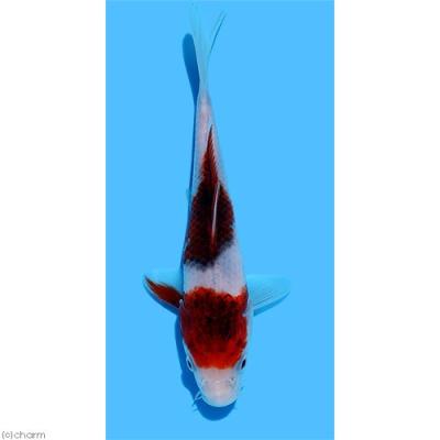 錦鯉のおすすめ人気商品一覧 通販 - Yahoo!ショッピング