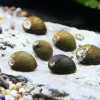 （エビ・貝）無選別　石巻貝（２０匹）（＋１割おまけ）　北海道・九州航空便要保温