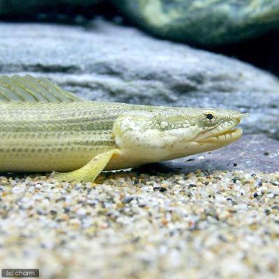 チャドビキール、カミハタビキールセット