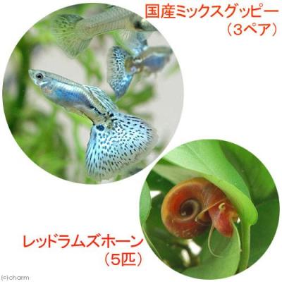 レッドラムズホーンのおすすめ人気商品一覧 通販 - Yahoo!ショッピング