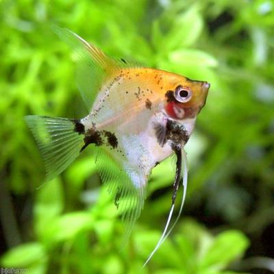 チャーム charm ヤフー店 - エンゼルフィッシュ｜Yahoo!ショッピング