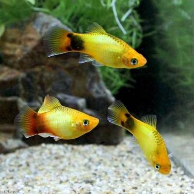 プラティ熱帯魚(熱帯魚生体)の商品一覧|観賞魚生体|熱帯魚 プラティ熱帯魚(熱帯魚生体)の商品一覧|観賞魚生体|熱帯魚