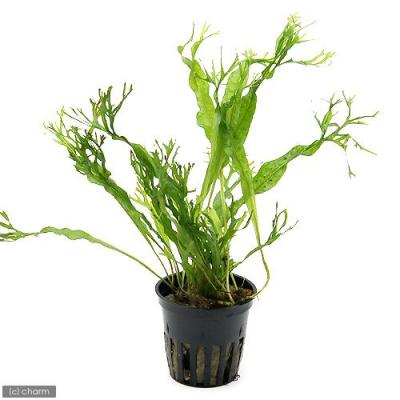 ミクロソリウム トライデントのおすすめ人気商品一覧 通販 - Yahoo