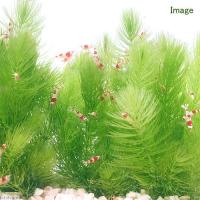 アクアリウム用水草 ランキングtop58 人気売れ筋ランキング Yahoo ショッピング