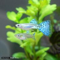 熱帯魚 ランキングtop100 人気売れ筋ランキング Yahoo ショッピング