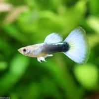 熱帯魚 国産グッピー フルブラック グッピー 1pr G 127 アクアリウム ドリームシアター 通販 Yahoo ショッピング