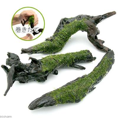 【良型流木】ジャワモス活着流木　19cm と26cm 良型流木】ジャワモス活着流木 19cm と26cm 良型流木 ジャワモス