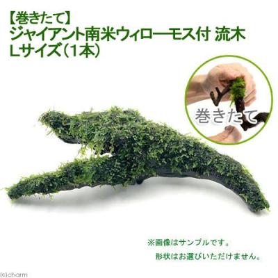 チャーム charm ヤフー店 - 水草付流木（活着性）｜Yahoo!ショッピング