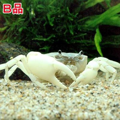 サワガニ様用 サワガニのおすすめ人気商品一覧 通販 - Yahoo!ショッピング