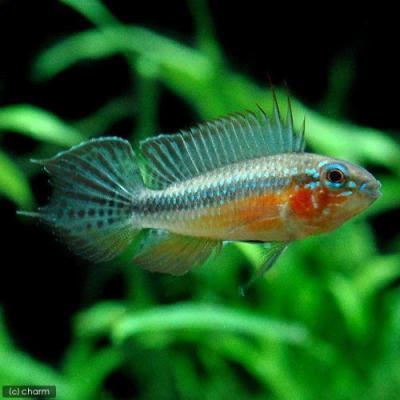 アピストグラマ ブルーフレームのおすすめ人気商品一覧 通販 - Yahoo