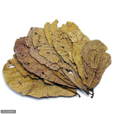 マジックリーフのおすすめ人気ランキングTOP100 - Yahoo!ショッピング