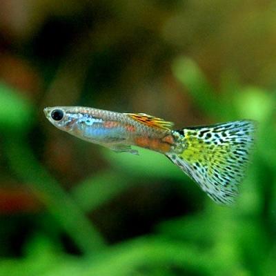 高品質グッピー　3月号② グッピー（熱帯魚生体）｜観賞魚生体｜熱帯魚、アクアリウム用品