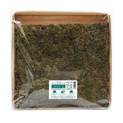 スナゴケのおすすめ人気ランキングTOP100 - Yahoo!ショッピング