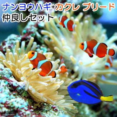 チャーム charm ヤフー店 - 飼育セット｜Yahoo!ショッピング