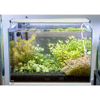 水草水槽 レイアウト 60cm（アクアリウム用水草）｜熱帯魚