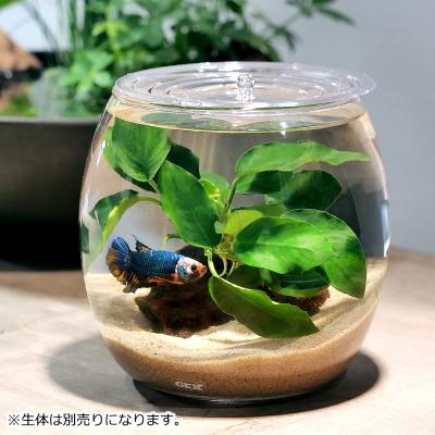 チャーム charm ヤフー店 - 生体・水草付きセット｜Yahoo!ショッピング