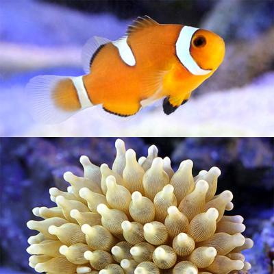 【kizuna】クマノミのチャーム チャーム charm ヤフー店 - クマノミ｜Yahoo!ショッピング