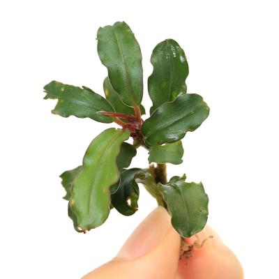 ブセファランドラ（熱帯魚、アクアリウム用品） | ペット用品、生き物