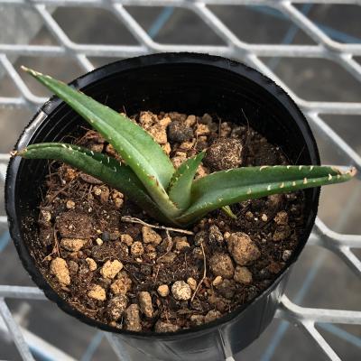 多肉植物 苗 韓国苗(サボテン、多肉植物)の商品一覧 | 花 多肉植物 苗 韓国苗(サボテン、多肉植物)の商品一覧 | 花