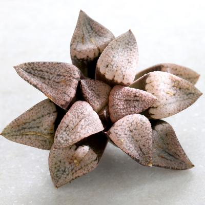 多肉植物 苗 韓国苗(サボテン、多肉植物)の商品一覧 | 花 多肉植物 苗 韓国苗(サボテン、多肉植物)の商品一覧 | 花