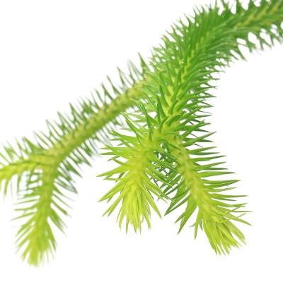 ヒカゲノカズラ　ご予約 楽天市場】ヒカゲノカズラ（花・観葉植物｜花・ガーデン・DIY