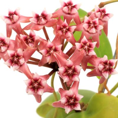 ホヤ 植物(観葉植物)の商品一覧 | 花、ガーデニング 通販 ホヤ 植物(観葉植物)の商品一覧 | 花、ガーデニング 通販