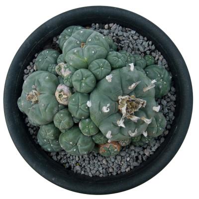 烏羽玉 サボテンのおすすめ人気商品一覧 通販 - Yahoo!ショッピング