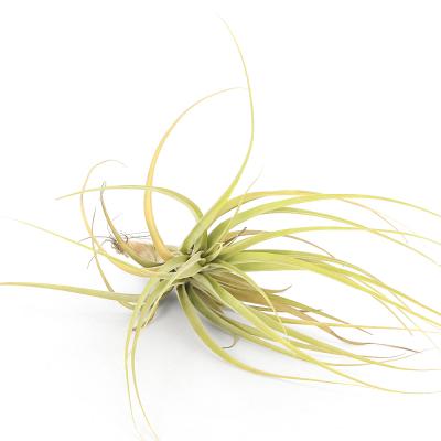 チランジア ストラミネア（観葉植物） | 花、ガーデニング のおすすめ