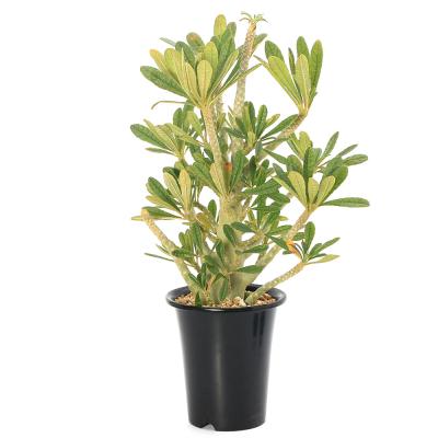 ドルステニアギガス　本日限定特価10/10 ドルステニアギガス | STORES