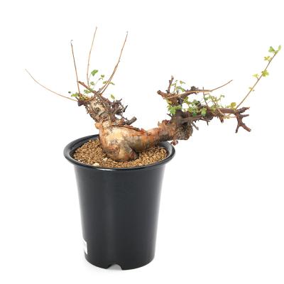 コミフォラのおすすめ人気商品一覧 通販 - Yahoo!ショッピング