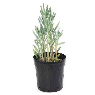 セネシオ 多肉植物のおすすめ人気商品一覧 通販 - Yahoo!ショッピング