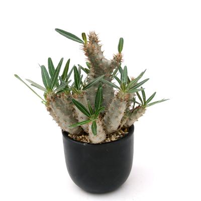 グラキリスのおすすめ人気商品一覧 通販 - Yahoo!ショッピング