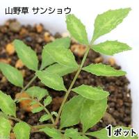 （山野草）山菜　サンショウ（山椒）苗　３号（１ポット）　盆栽　庭木 
