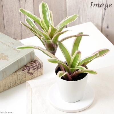 チャーム charm ヤフー店 - ブロメリア｜Yahoo!ショッピング