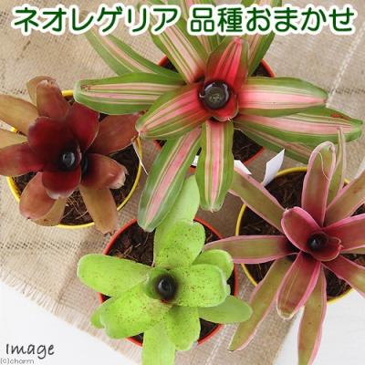 チャーム charm ヤフー店 - ブロメリア｜Yahoo!ショッピング