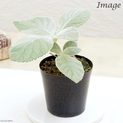 シンニンギアのおすすめ人気商品一覧 通販 - Yahoo!ショッピング