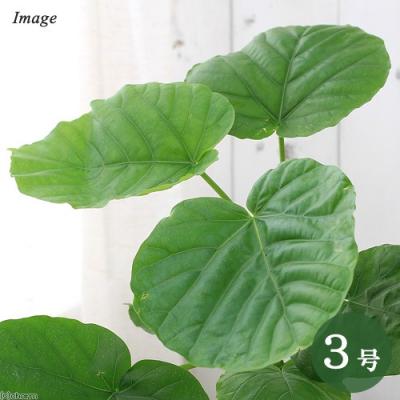 ウンベラータ 180cm（観葉植物） | 花、ガーデニング のおすすめ人気