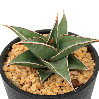 サンスベリア 希少のおすすめ人気商品一覧 通販 - Yahoo!ショッピング