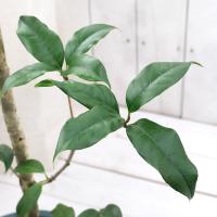 花芽付 金木犀 銀木犀 鉢植え 室内 初心者 趣味 フラワーギフト 観葉食物 誕生日 盆栽 ギフト あす楽 プレゼント Wb 和心盆栽 通販 Yahoo ショッピング